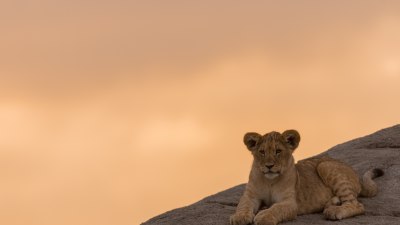 Which "The Lion King" Song Describes Your Life's Journey?