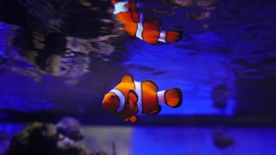 Which "Finding Nemo" Fish Would Be Your Underwater Buddy?
