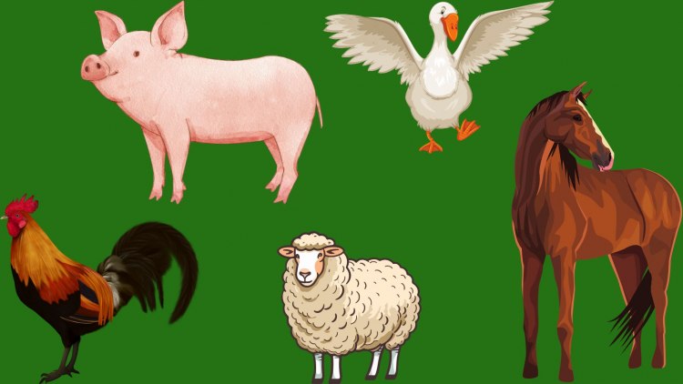 Which Farm Animal Is Your Spirit Creature?