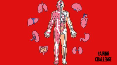 Pair Body Systems to Their Organs