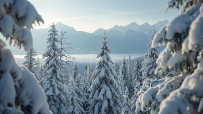 Christmas Traditions Trivia: Fact or Fiction?