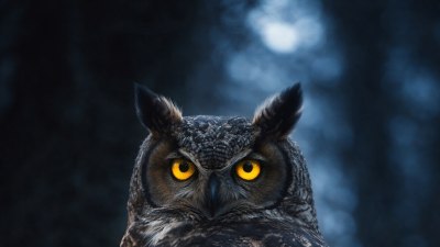 Nocturnal Knowledge Pair-It: Match the Animal to its Primary Activity Period (Day/Night)