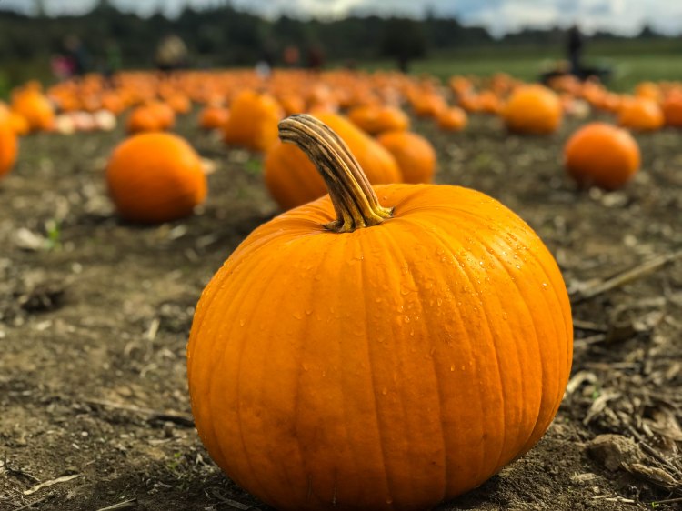 What Type Of Pumpkin Are You?