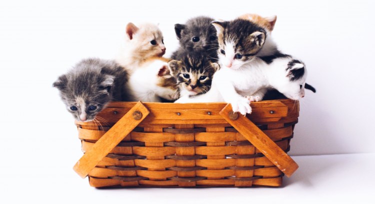 What Cat Breed Is Perfect for Your Zodiac Sign?