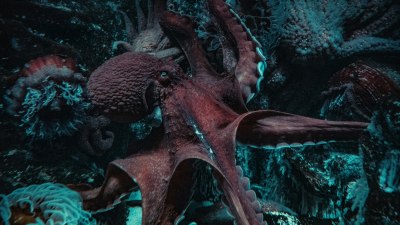 If You Were an Octopus, What Would Be Your Best Type of Communication?