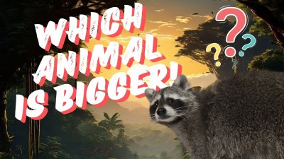 Size Matters: Can You Guess Which Animal is Bigger? (VIDEO QUIZ)