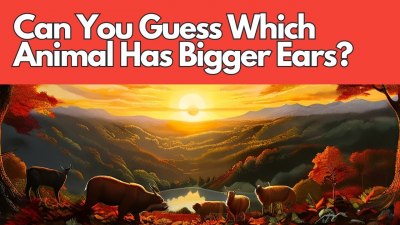 Big Ear Battle: Can You Guess Which Animal Has Larger Ears?
