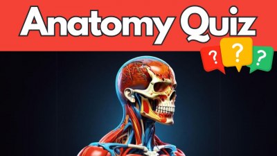 Anatomy Adventure: A 15-Question Journey Through the Human Body (VIDEO QUIZ)