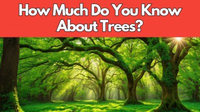 Reaching for the Canopy: A Treemendous Trivia Challenge! (VIDEO QUIZ)