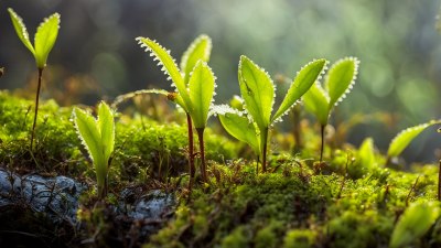 Carnivorous Plant Personality: Which Predatory Flora Are You?